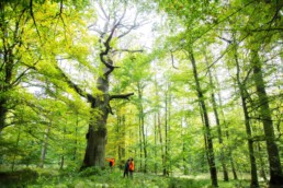 3 Forstarbeiter im Wald betrachten einen großen alten Baum.